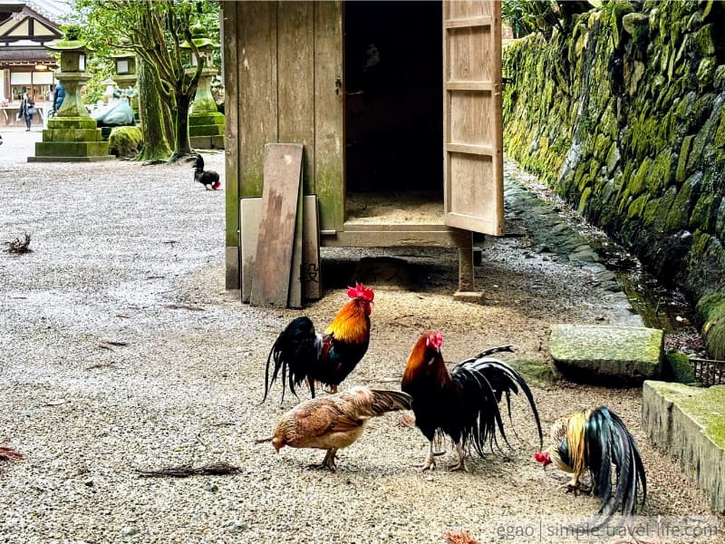 奈良県天理市の石上神宮。放し飼いの鶏がいる日本有数の歴史ある神社