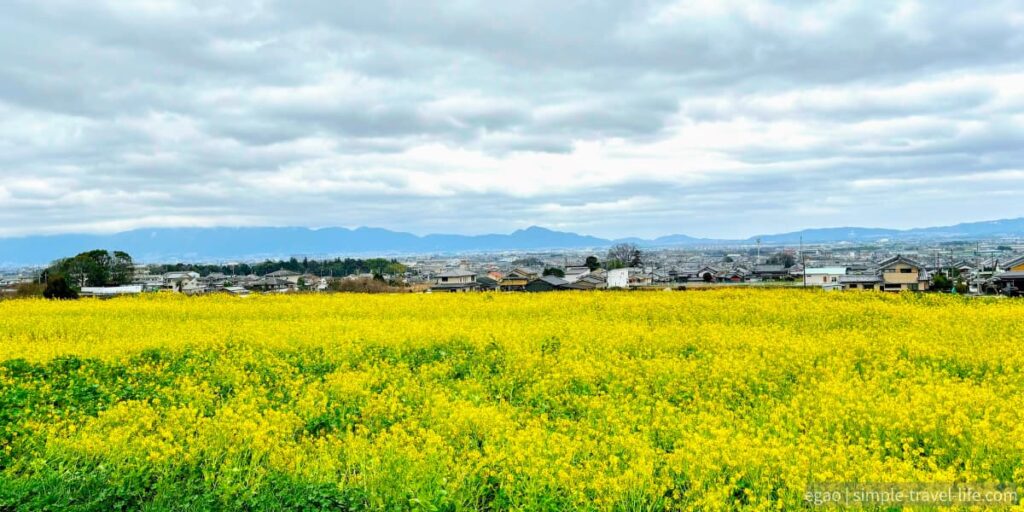 山の辺の道沿いに広がる菜の花畑と奈良盆地の景色