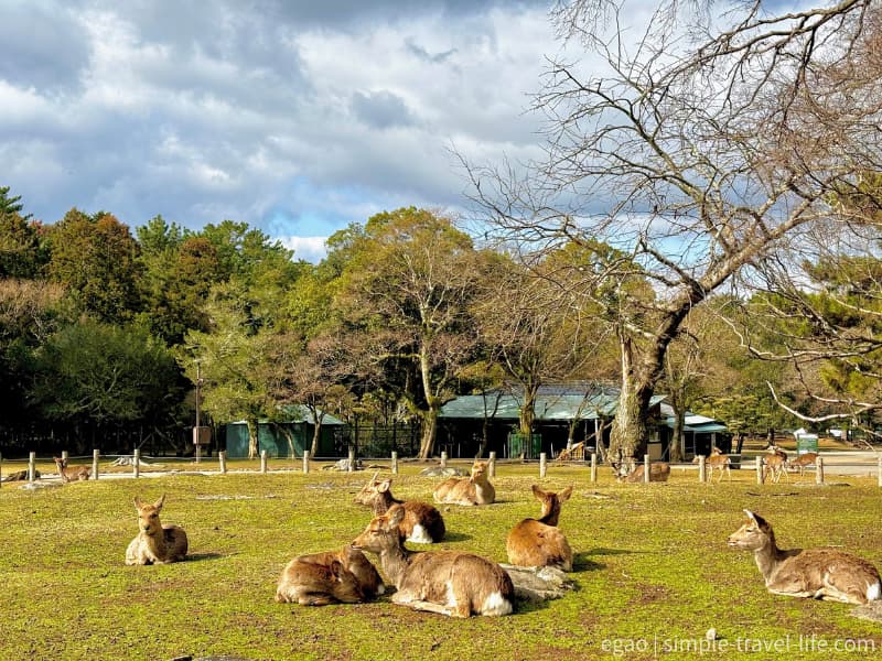 奈良公園でくつろぐ鹿たち。芝生の上に横たわる奈良のシンボルで、観光名所ならではの風景