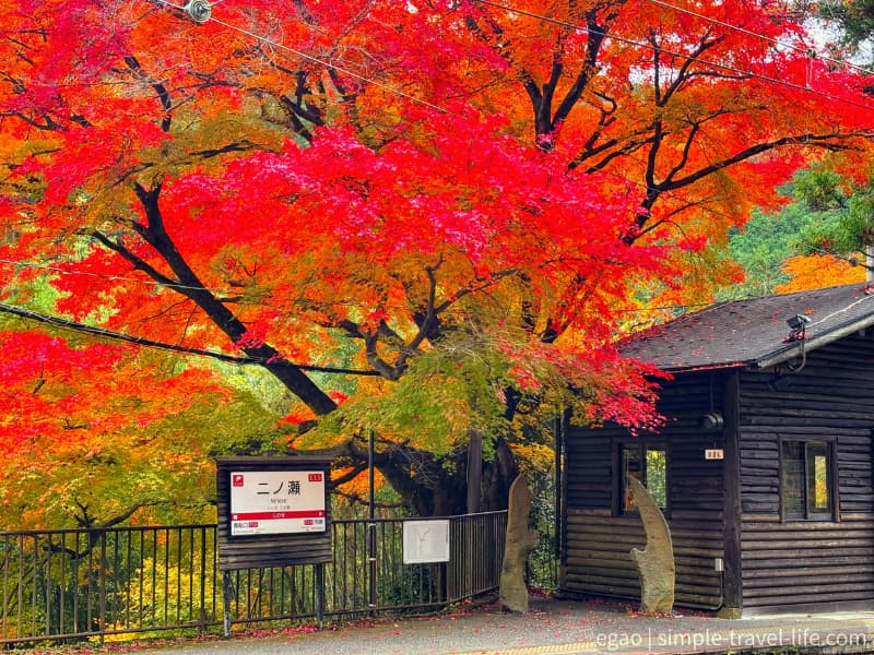 叡山電鉄二ノ瀬駅ホームの鮮やかな紅葉