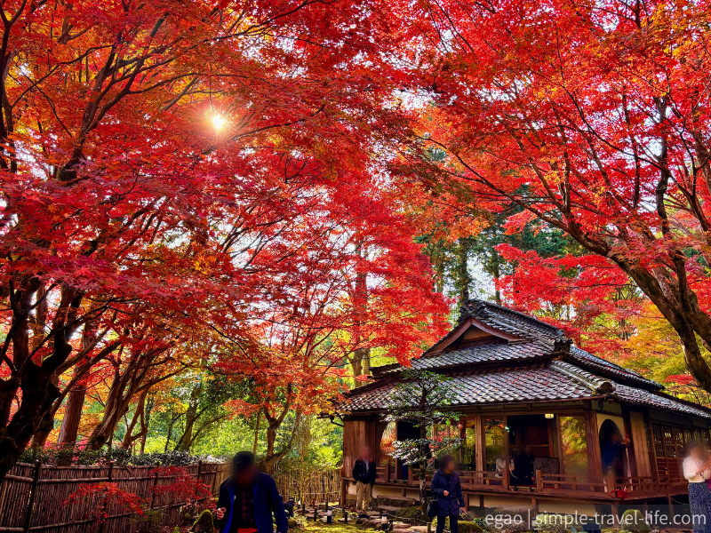 紅葉に包まれて赤く染まる本堂の様子