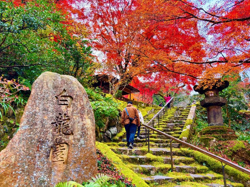 入口を入ってすぐの苔むした庭と紅葉のコントラストが美しい階段の様子