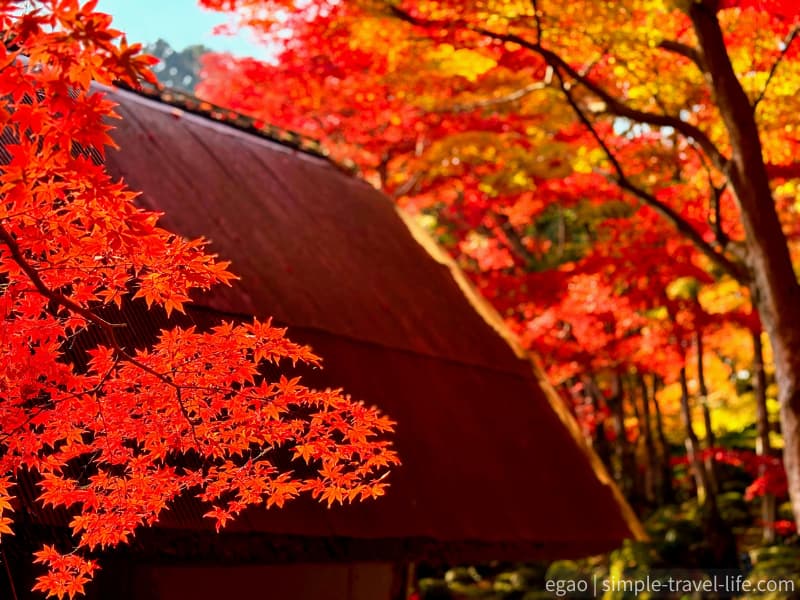 茅葺き屋根と紅葉のグラデーション