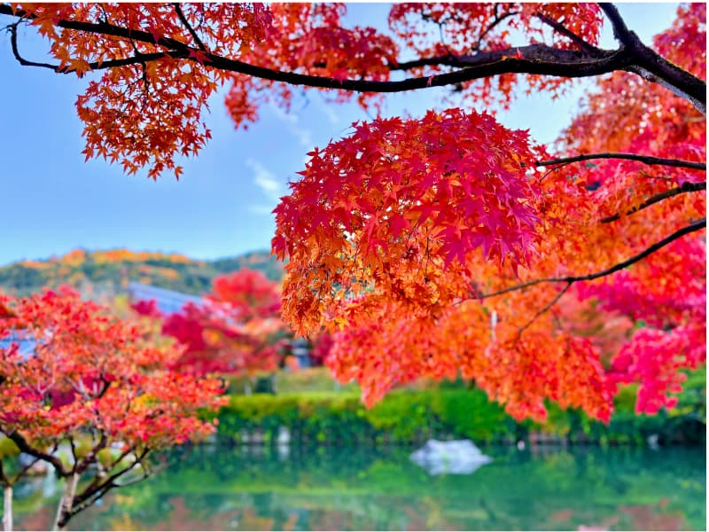 鮮やかに色づいた紅葉