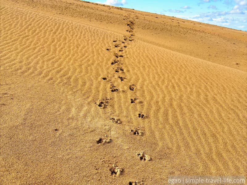 砂丘の風紋とシカの足跡