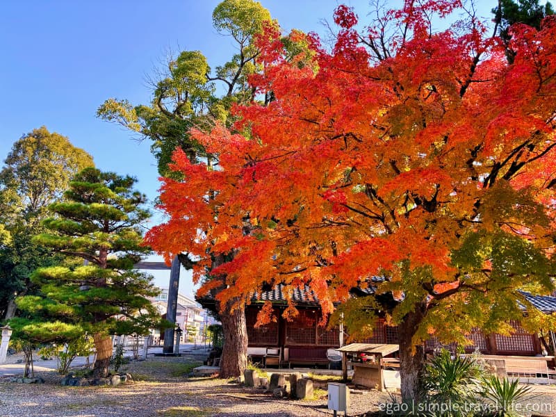 紅葉が素晴らしい滋賀縣護國神社の境内
