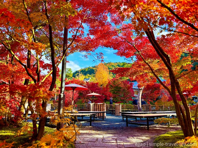 境内を埋め尽くす圧巻の紅葉