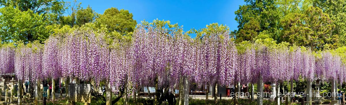 三大神社の砂ずりの藤。花房が長く垂れ下がる満開の藤棚