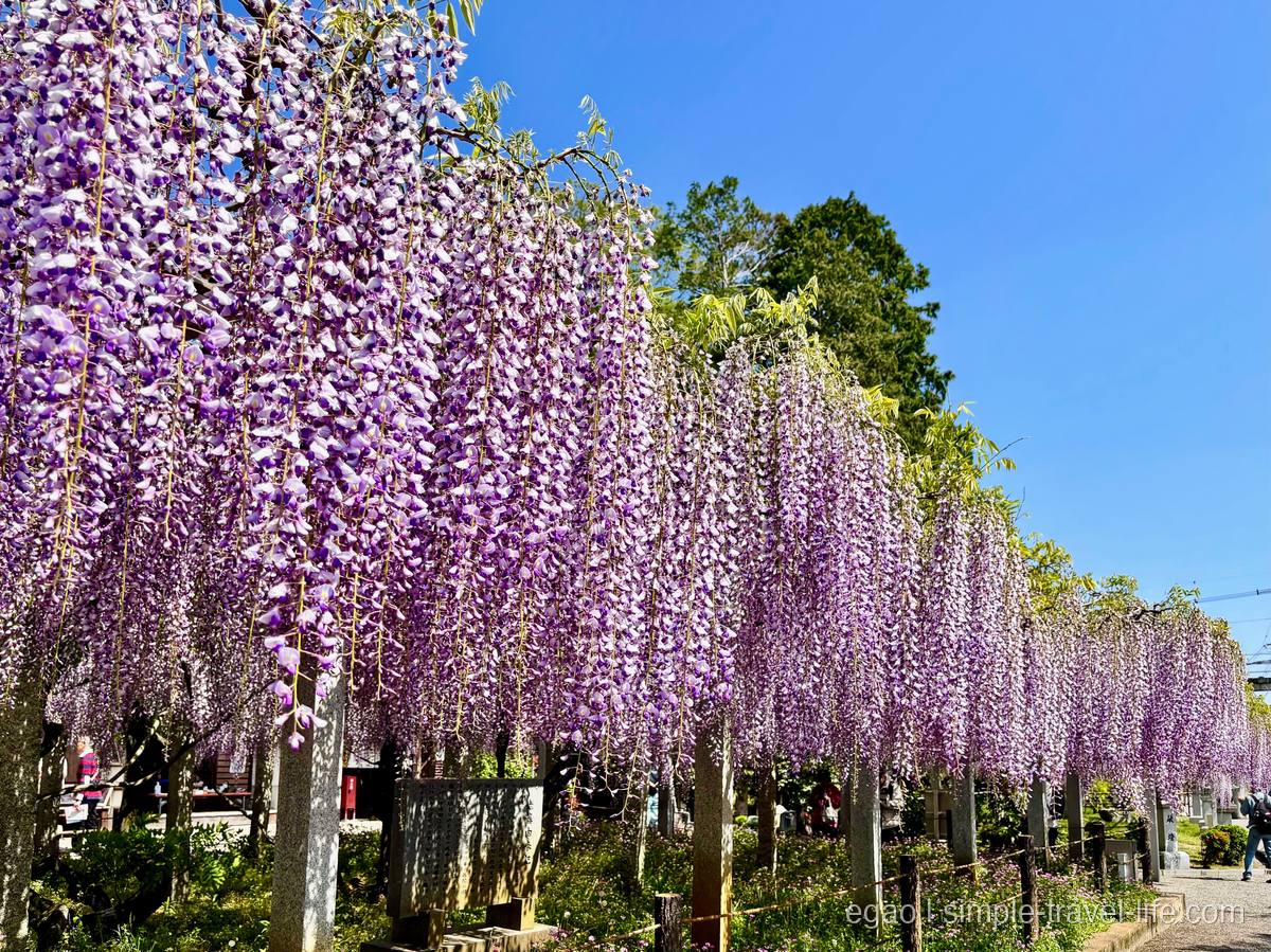青空を背景に垂れ下がる紫色の藤の花房