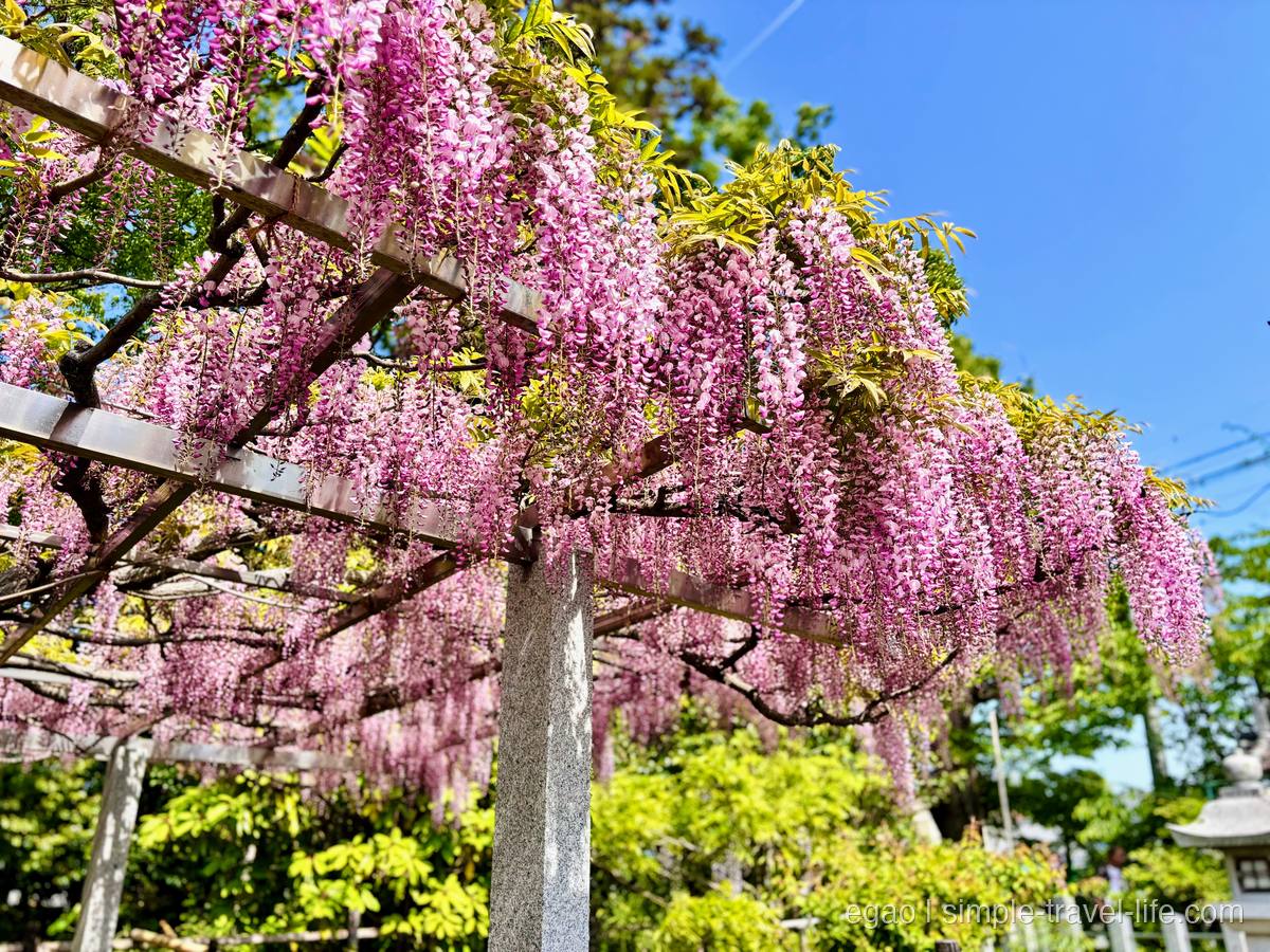 青空に映えるピンク色の藤の花