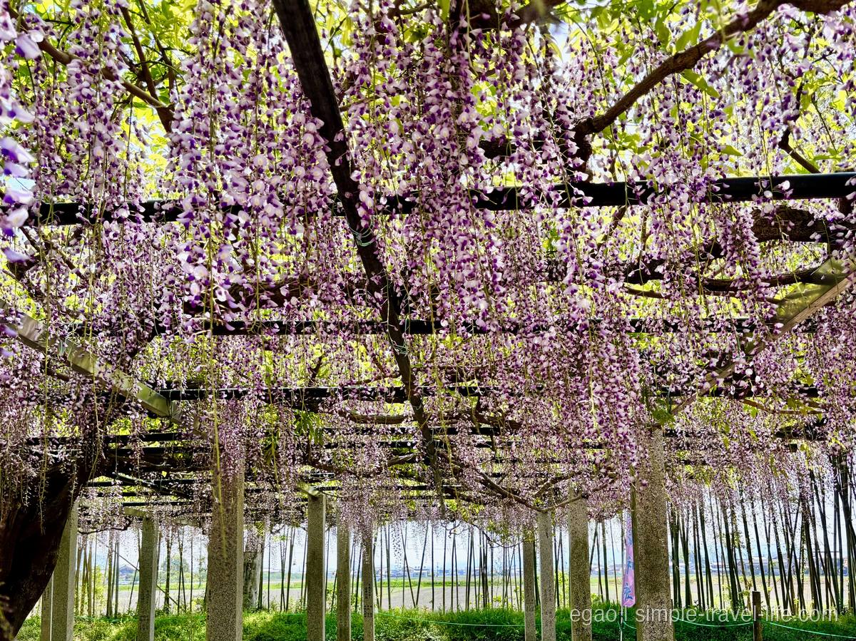 志那神社の藤棚に広がる紫色の花