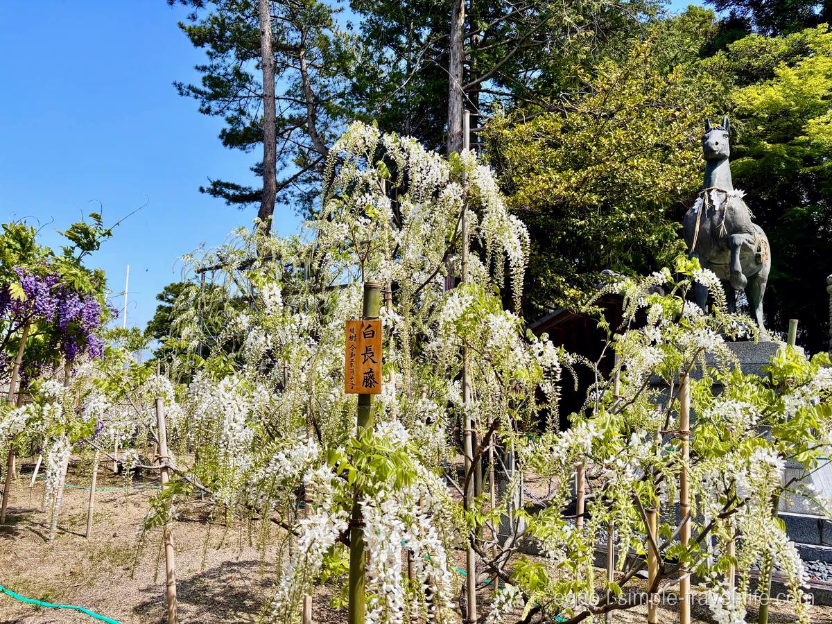 白い花房の藤と境内の像