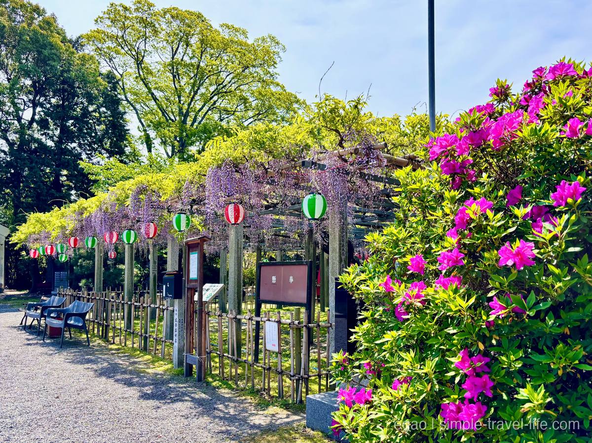 惣社神社の藤棚とピンクのツツジが並ぶ風景