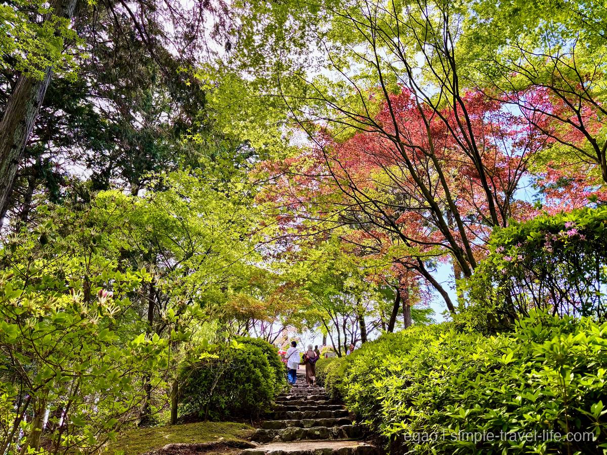 三室戸寺の新緑と紅色の葉が交差する参道