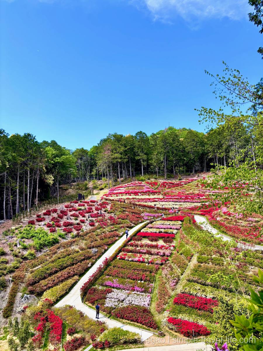 三室戸寺のツツジ園。斜面を覆うピンク・白・赤のツツジ