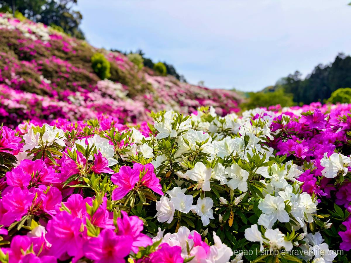 満開のヒラドツツジ。白とピンクの花