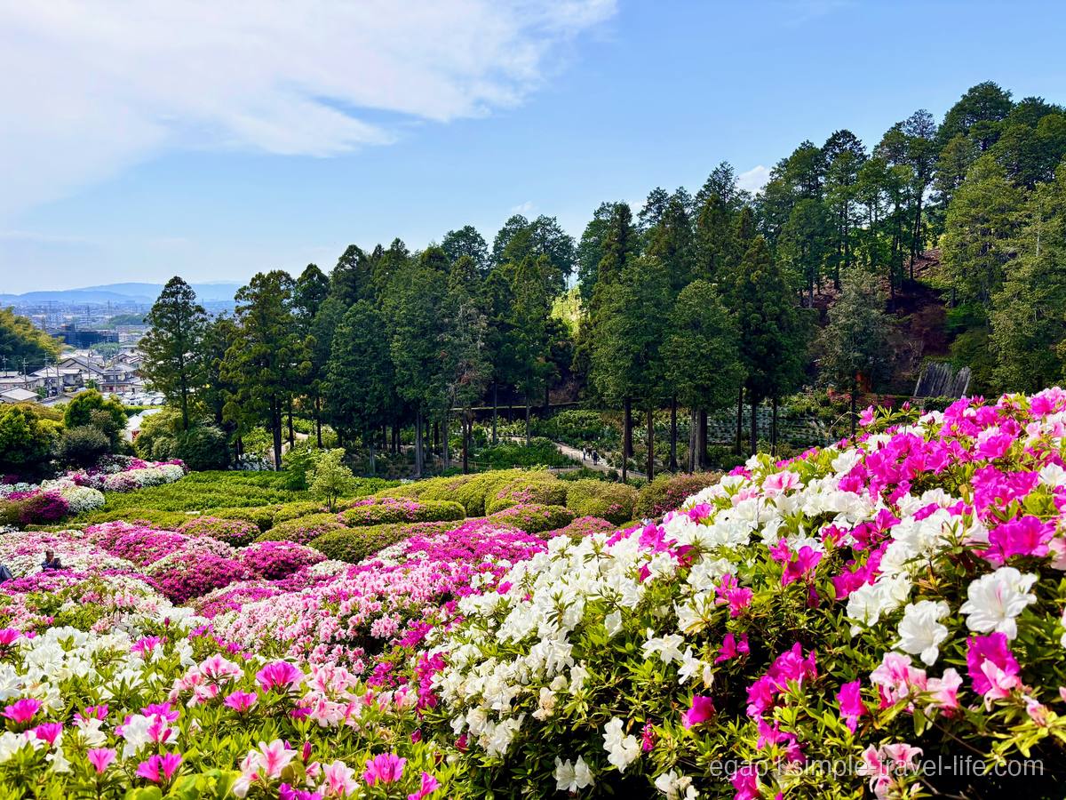 三室戸寺のツツジ園越しに見える宇治の街並み