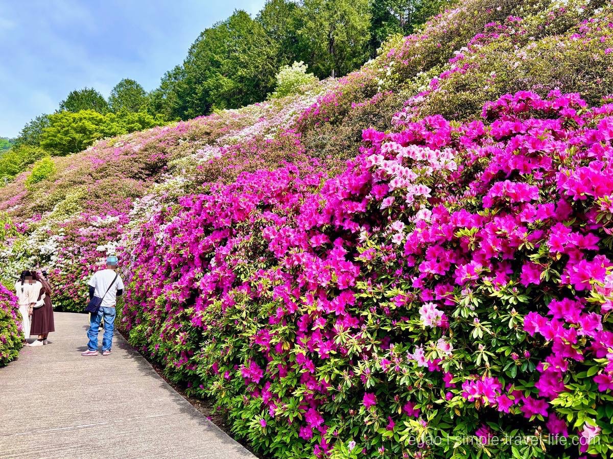 斜面を覆うピンクのツツジの壁