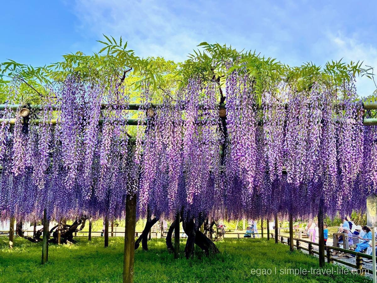 平等院の藤棚。品格ある紫の花房が垂れ下がる