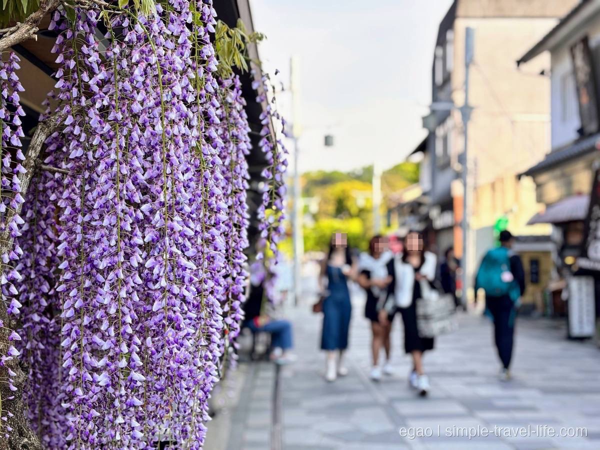 宇治の表参道の軒先に咲く藤の花