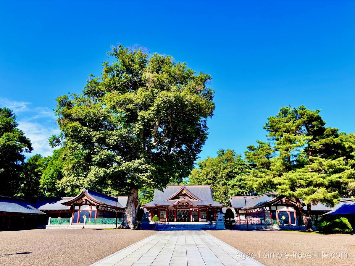 北海道護国神社の社殿と大きな木