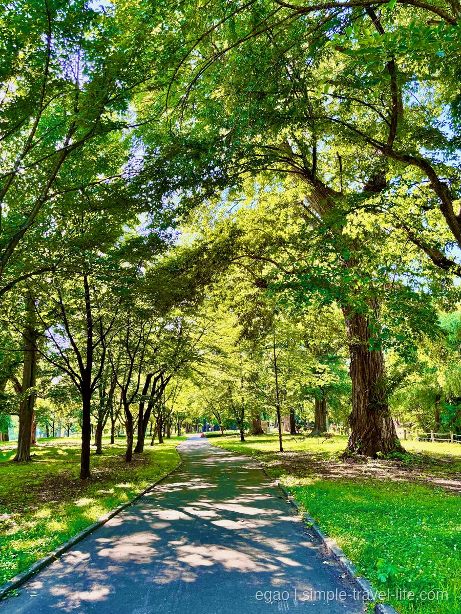 常磐公園の木漏れ日が差す並木道