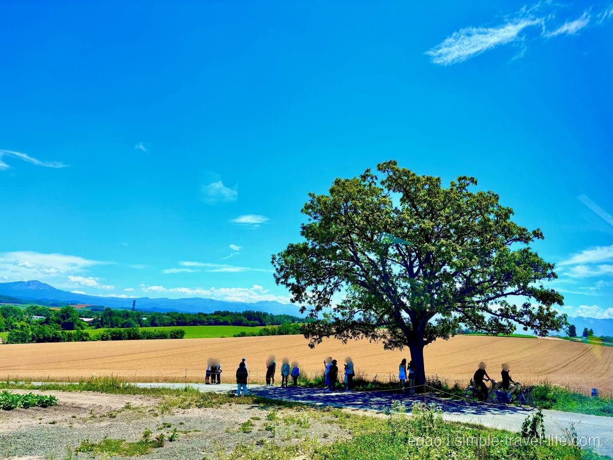 青空の下、金色の麦畑のそばに一本だけ立つカシワの大木。木陰に観光客が集まっている