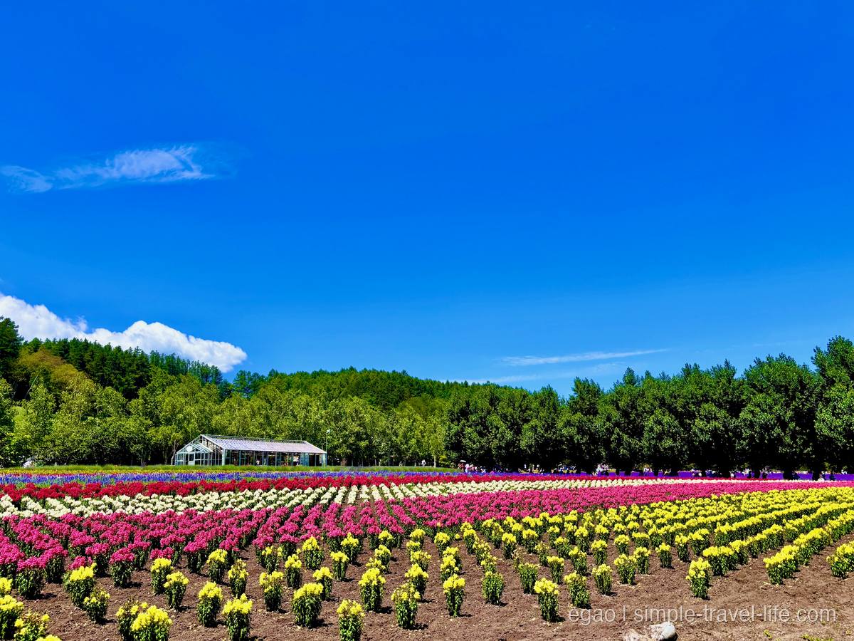 色とりどりの花が並ぶファーム富田の花畑