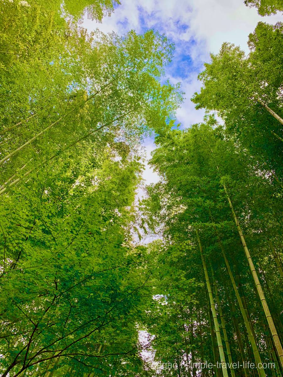 修善寺の竹林の小径で見上げた竹と空