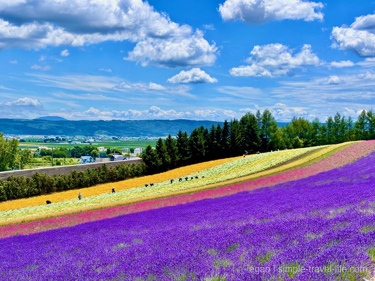 丘の上から見た花畑。オレンジ・白・ピンク・紫の帯が斜面に並び、奥に富良野盆地の田畑と山なみ、青空に入道雲