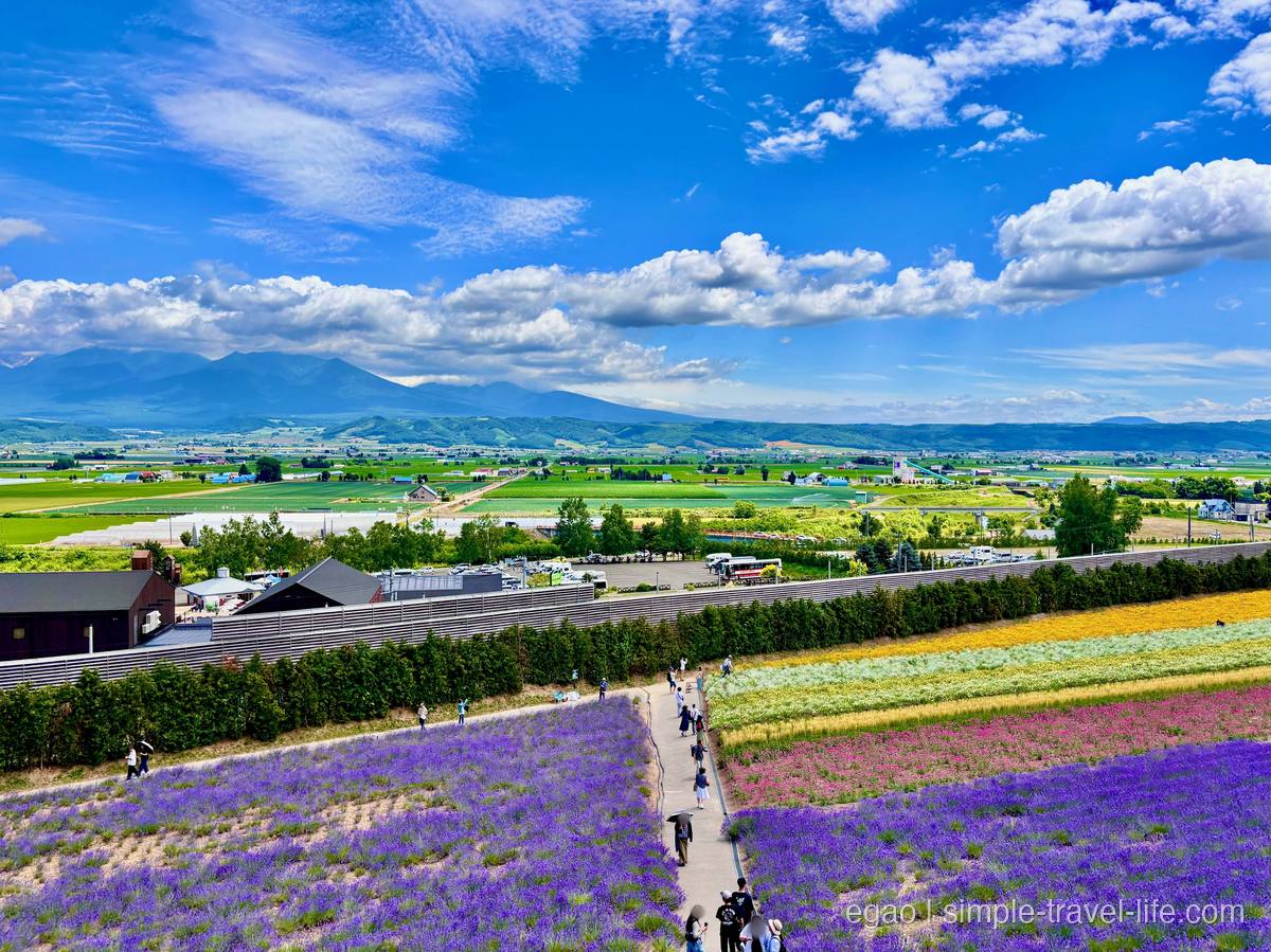 丘の上から見た花畑。紫や黄の花の列の間を散策路がのび、歩く人の姿。奥に田園と雲をまとった山なみ