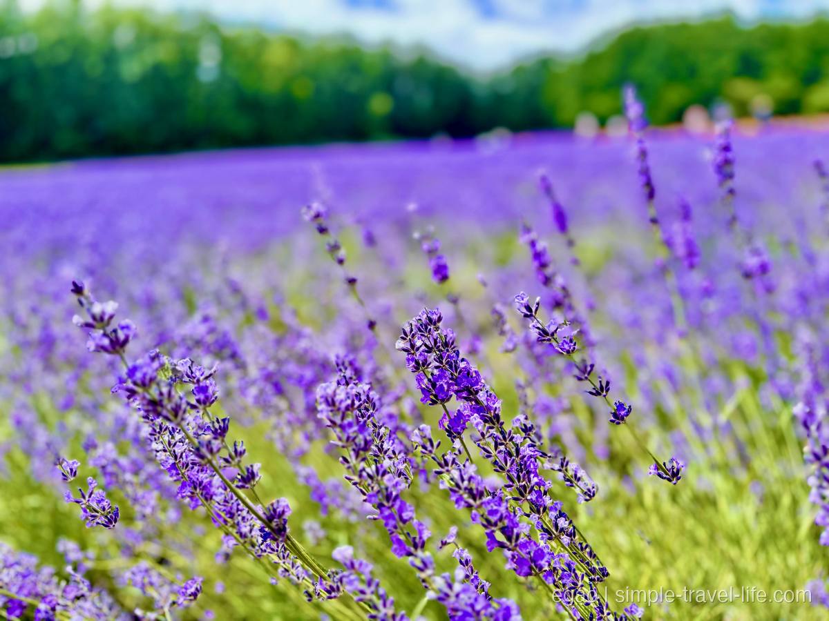 小さな紫の花が穂の先までびっしりと開いたラベンダーを間近から。背景の畑と林はぼやけている