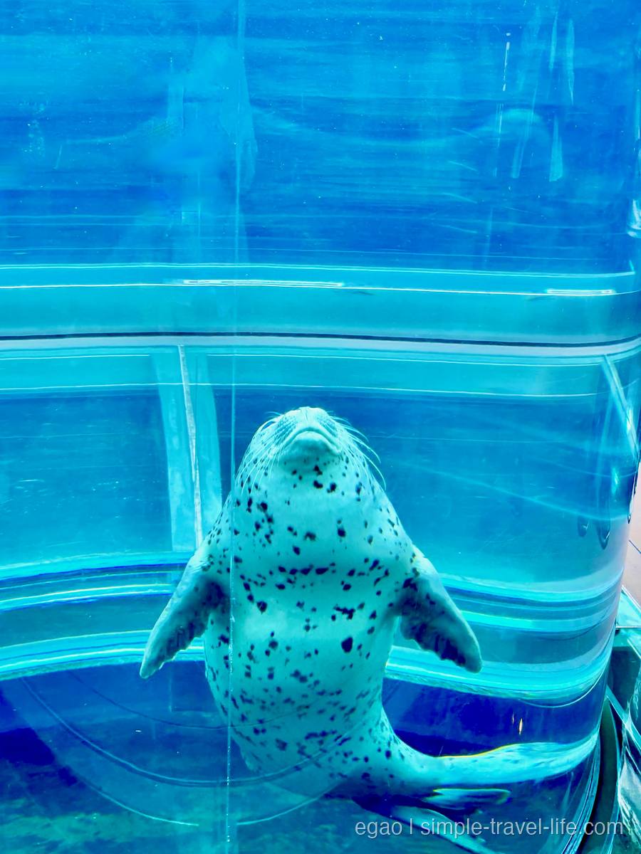 透明な円筒形の水槽の中で、真下からこちらを向くゴマフアザラシ。白い体に黒い斑点、両ひれを広げている