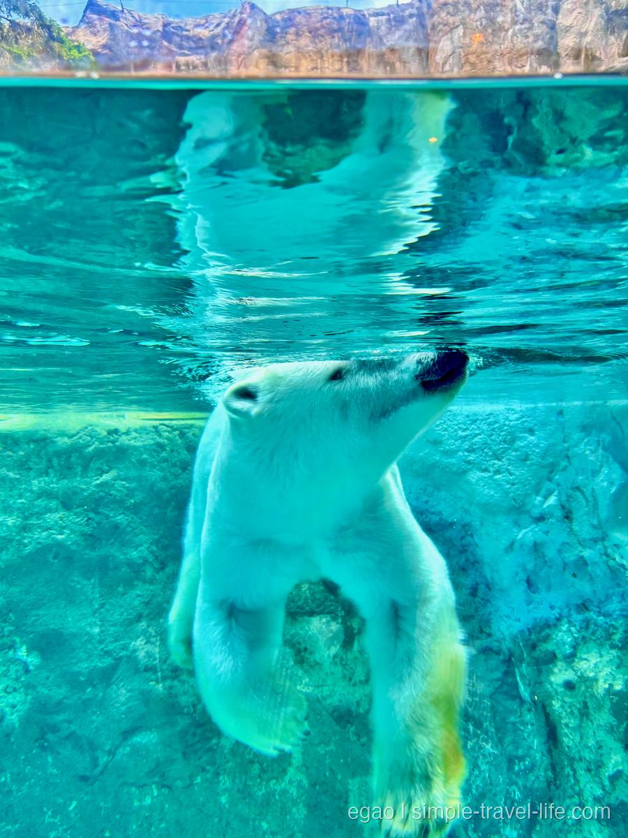 水中を泳ぐホッキョクグマ。鼻先を上に向けて四肢を伸ばし、水面の上には岩場が見える