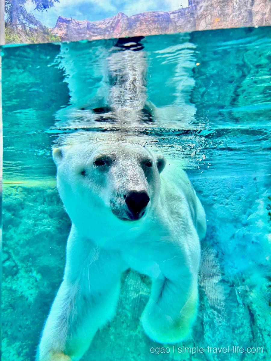 水中からまっすぐこちらを向くホッキョクグマの顔。黒い鼻と目、水面には体が映っている