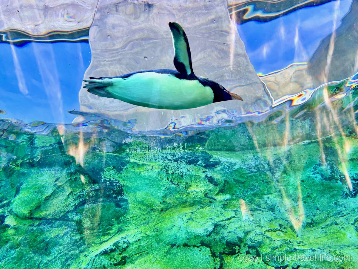 水面のすぐ下を、翼を広げて横向きに泳ぐペンギン。白い腹と黒い背、オレンジ色のくちばし。水底は緑色