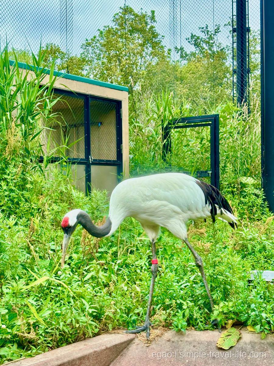 頭に赤い部分のあるタンチョウが1羽、緑の草の中で首を下げてついばむ。うしろは金網の柵と小屋