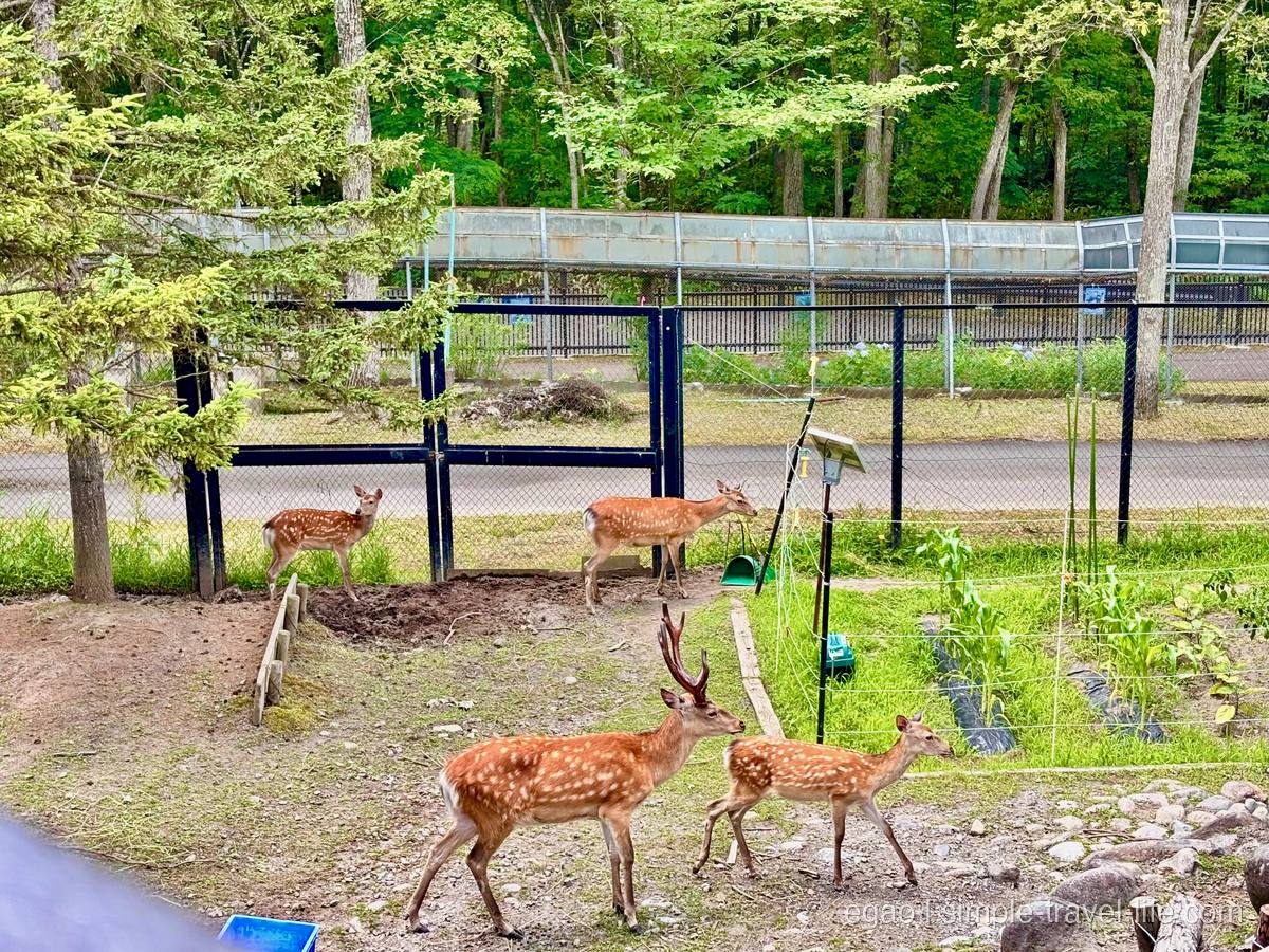白い斑点のある夏毛のシカが4頭。手前に枝角のあるオス、奥は金網の柵と木立の緑