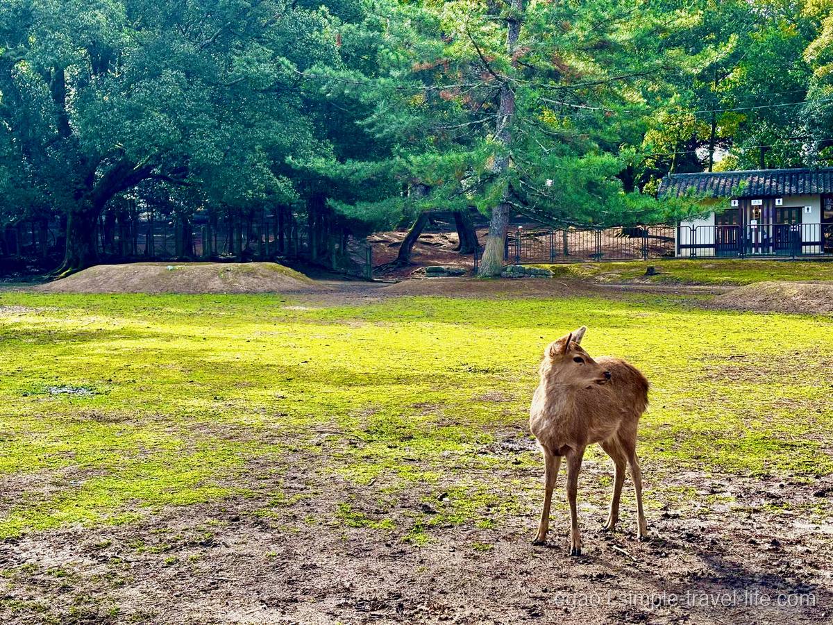 奈良公園の芝生に立ってこちらを振り返る鹿。奥は木立と公衆トイレの建物